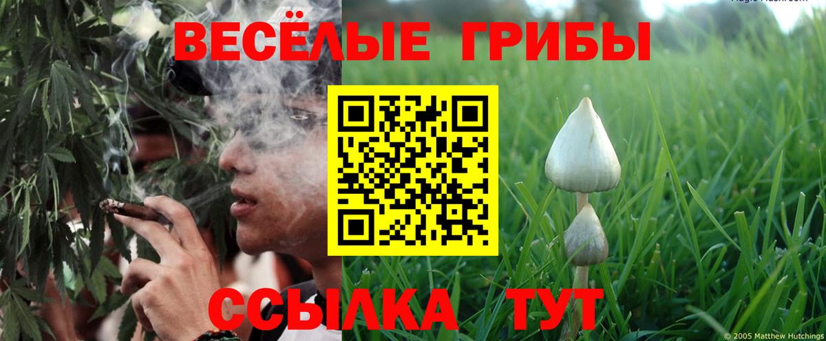 Фрязино  Галлюциногенные грибы мицелий  Вход с VPN  продажа наркотиков  Галлюциногенные грибы Psilocybine cubensis 
